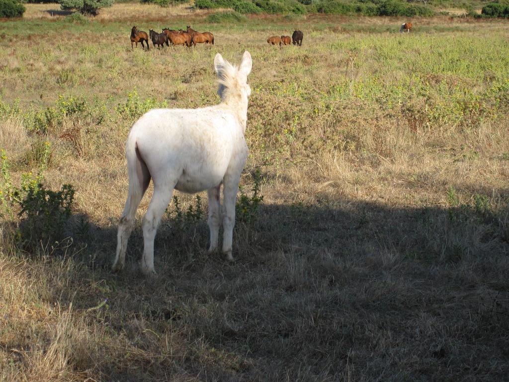 Bauernhof Agriturismo Cabu Abbas *